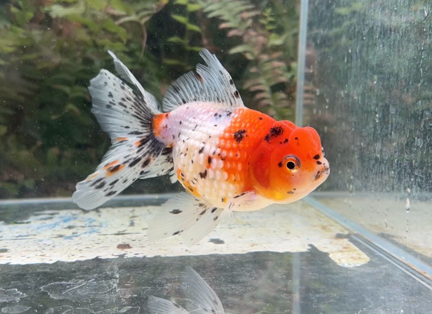 Calico Crown Pearlscale (F, 5.25”) - Free Shipping