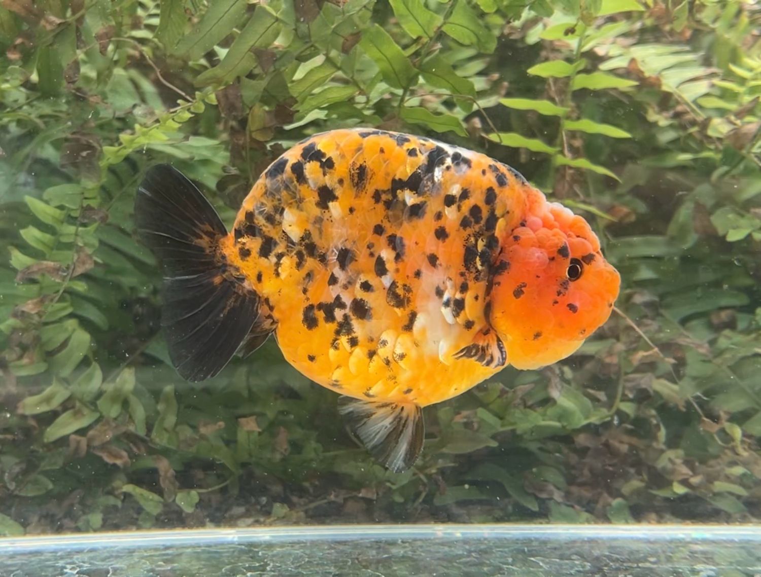 Calico Yuanbao Ranchu (M, 5”) - Free Shipping