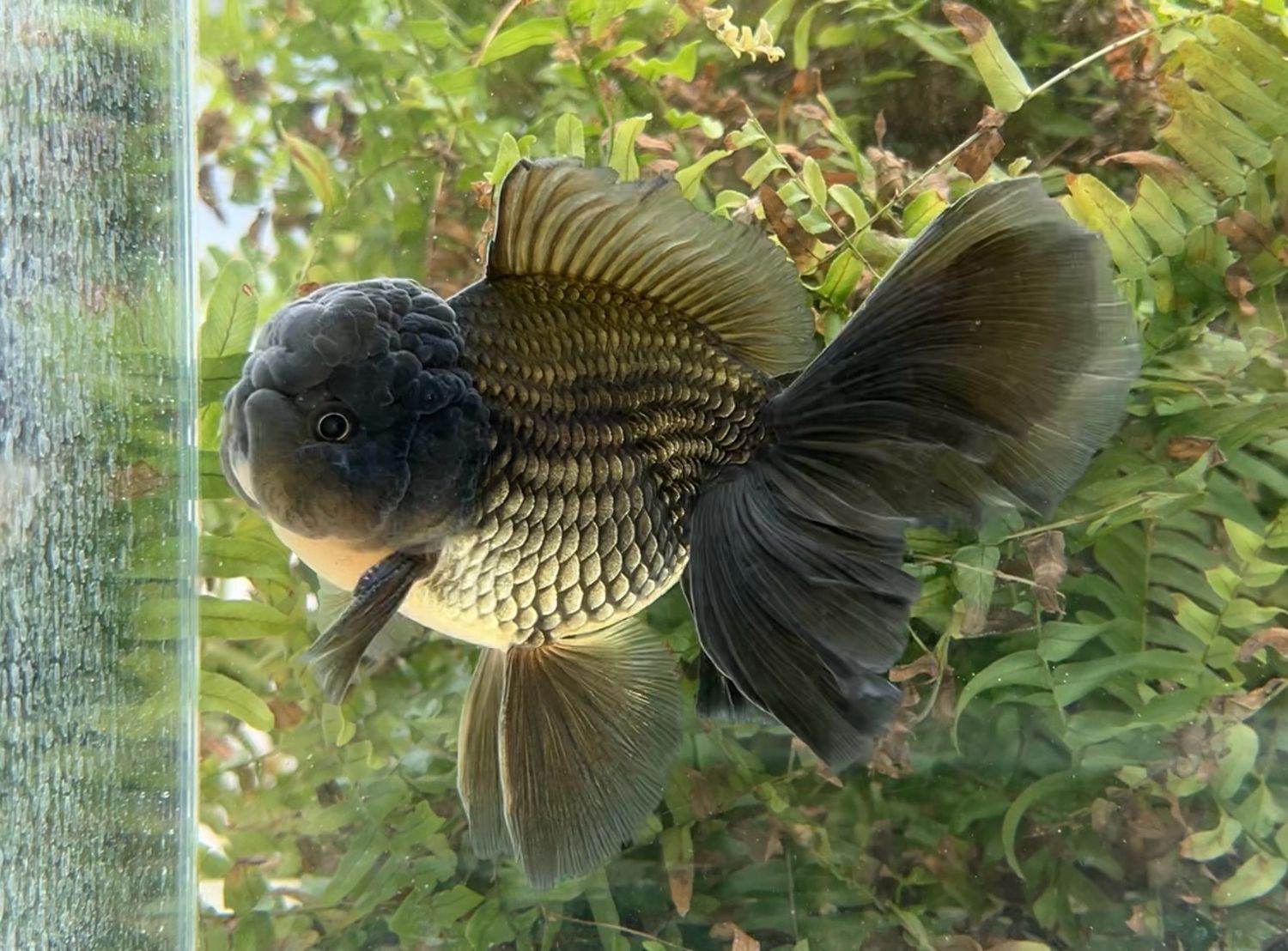 Black Rosetail Oranda (M, 6”) - Free Shipping