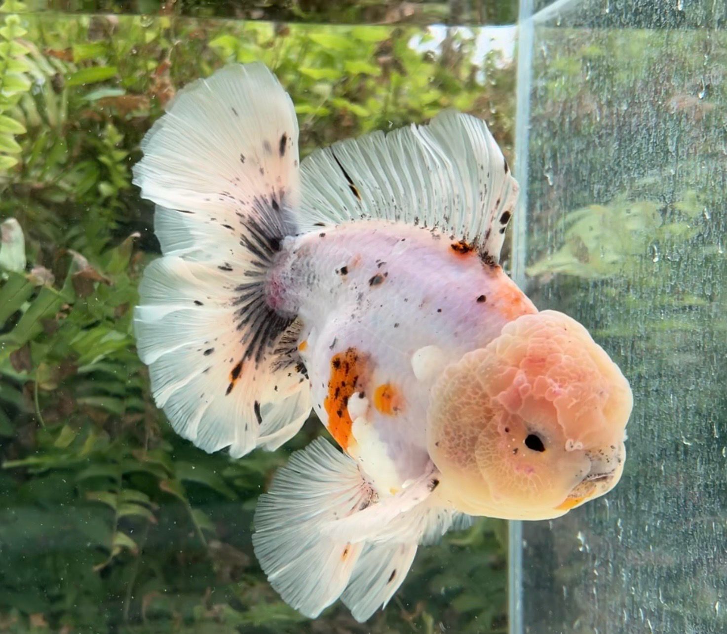 Calico Rosetail Oranda (M, 7”) - Free Shipping