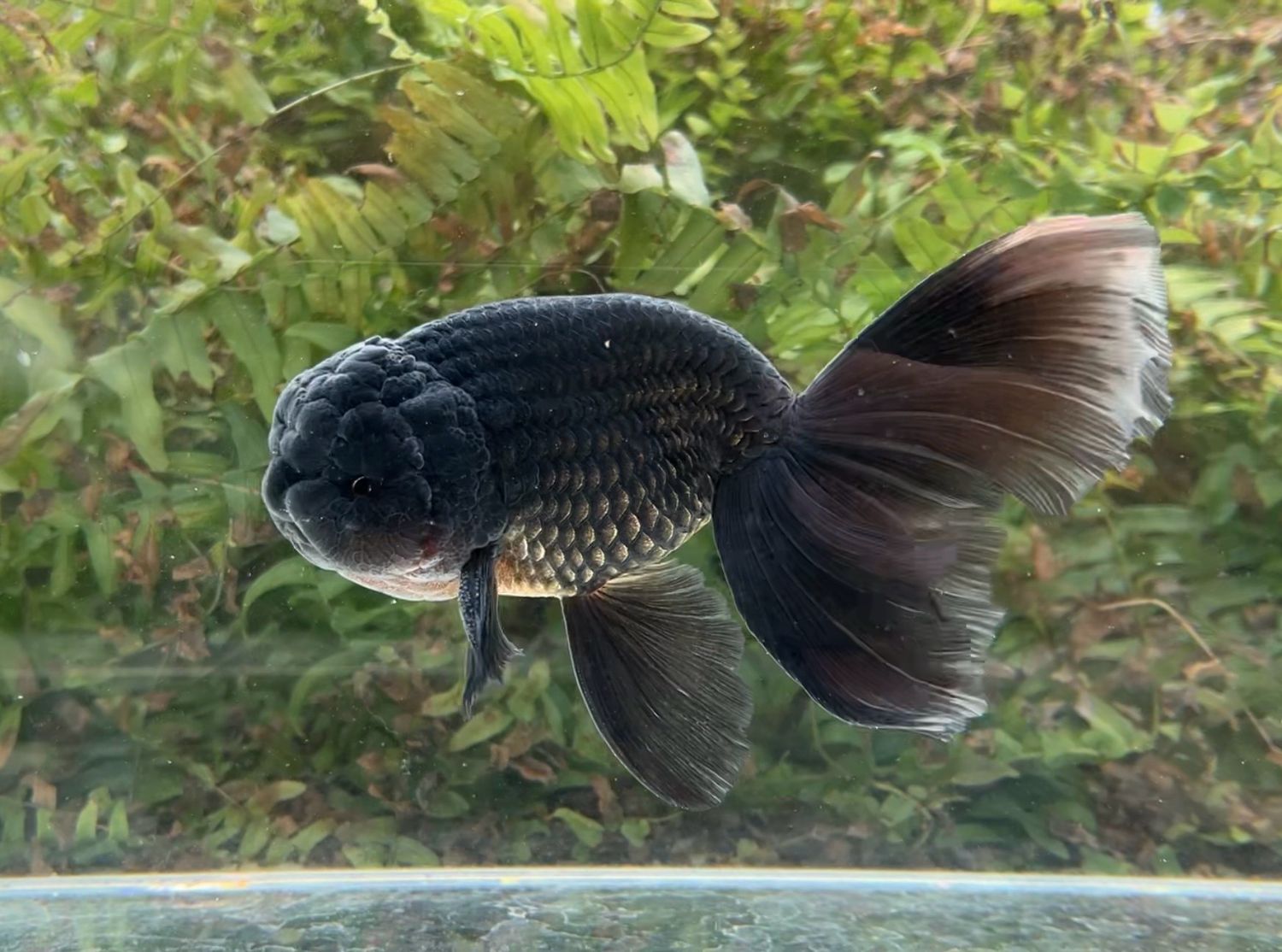 Black Phoenixtail Ranchu (M, 7”) - Free Shipping