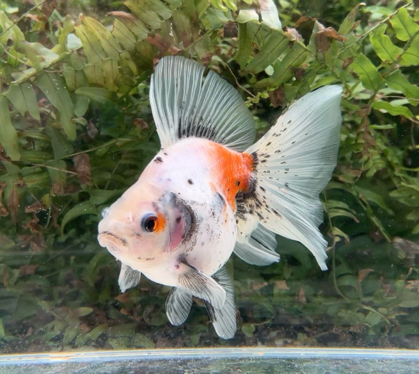 Calico Broadtail Ryukin (F, 5.75”) - Free Shipping