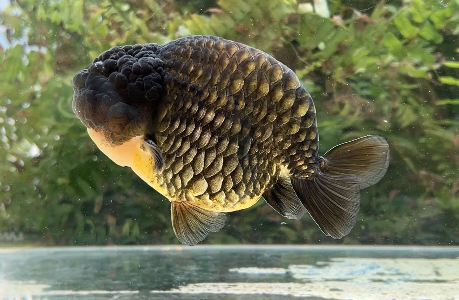 Black Dragon Scale Yuanbao Ranchu (M, 5”) - Free Shipping