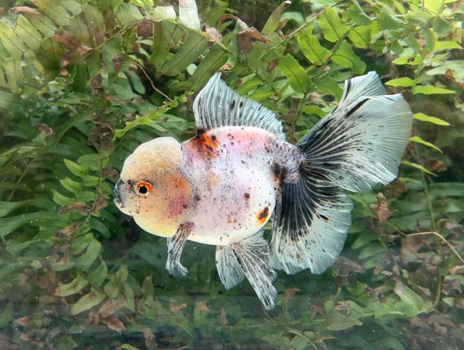 Calico Rosetail Oranda (M, 5”) - Free Shipping