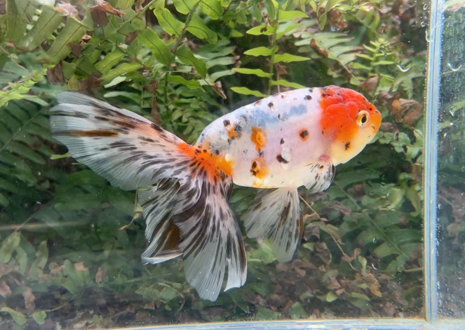 Red Head Calico Phoenixtail Ranchu (F, 6”) - Free Shipping
