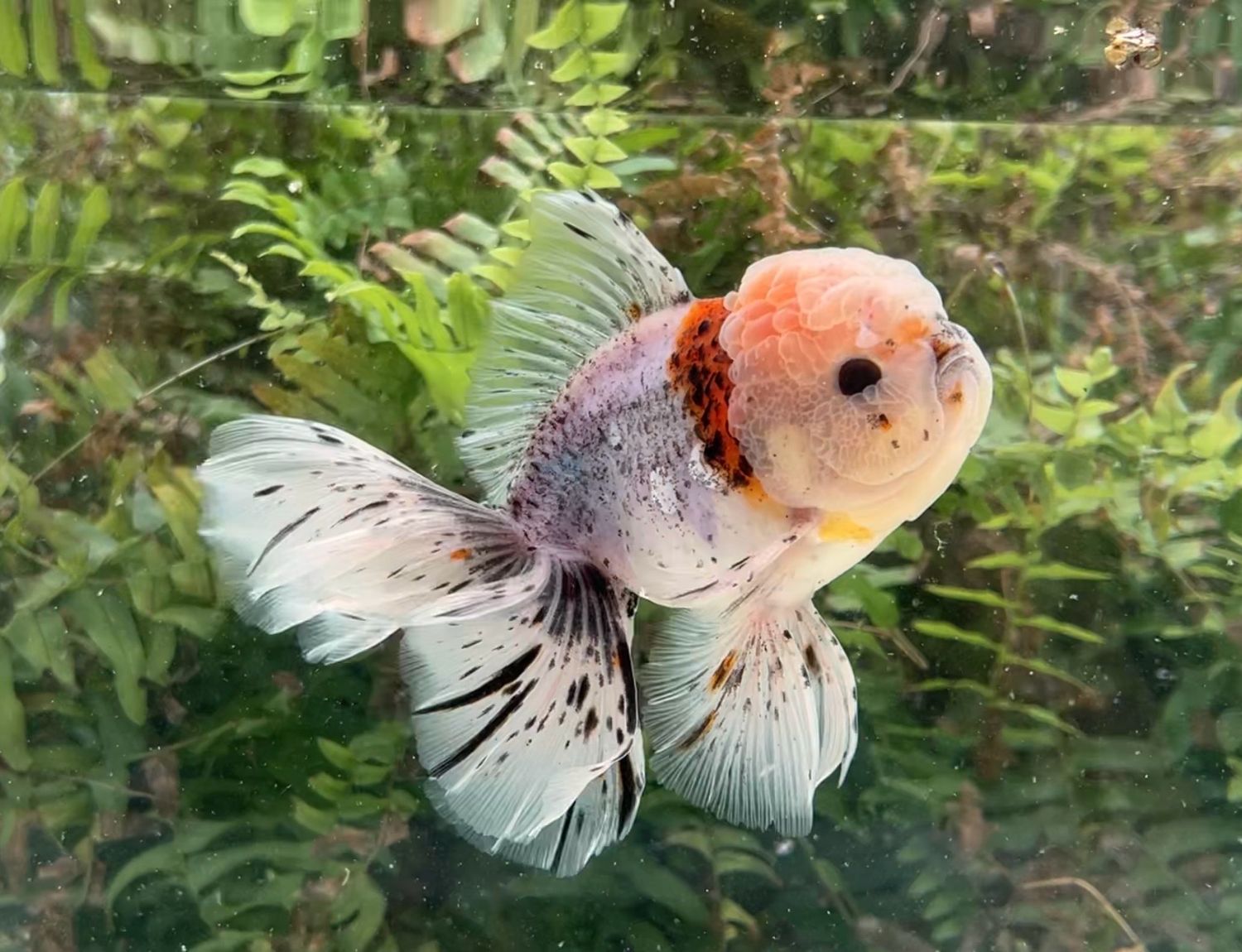 Calico Rosetail Oranda (M, 5.75”) - Free Shipping