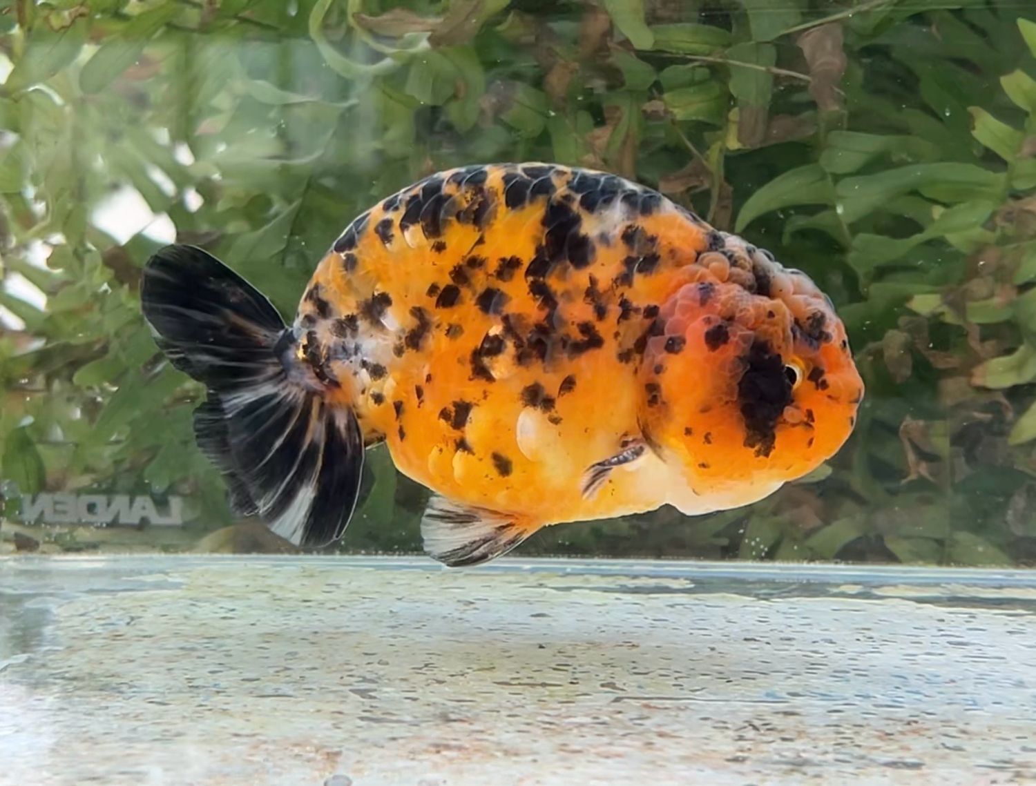 Calico Yuanbao Ranchu (M, 4.25”) - Free Shipping