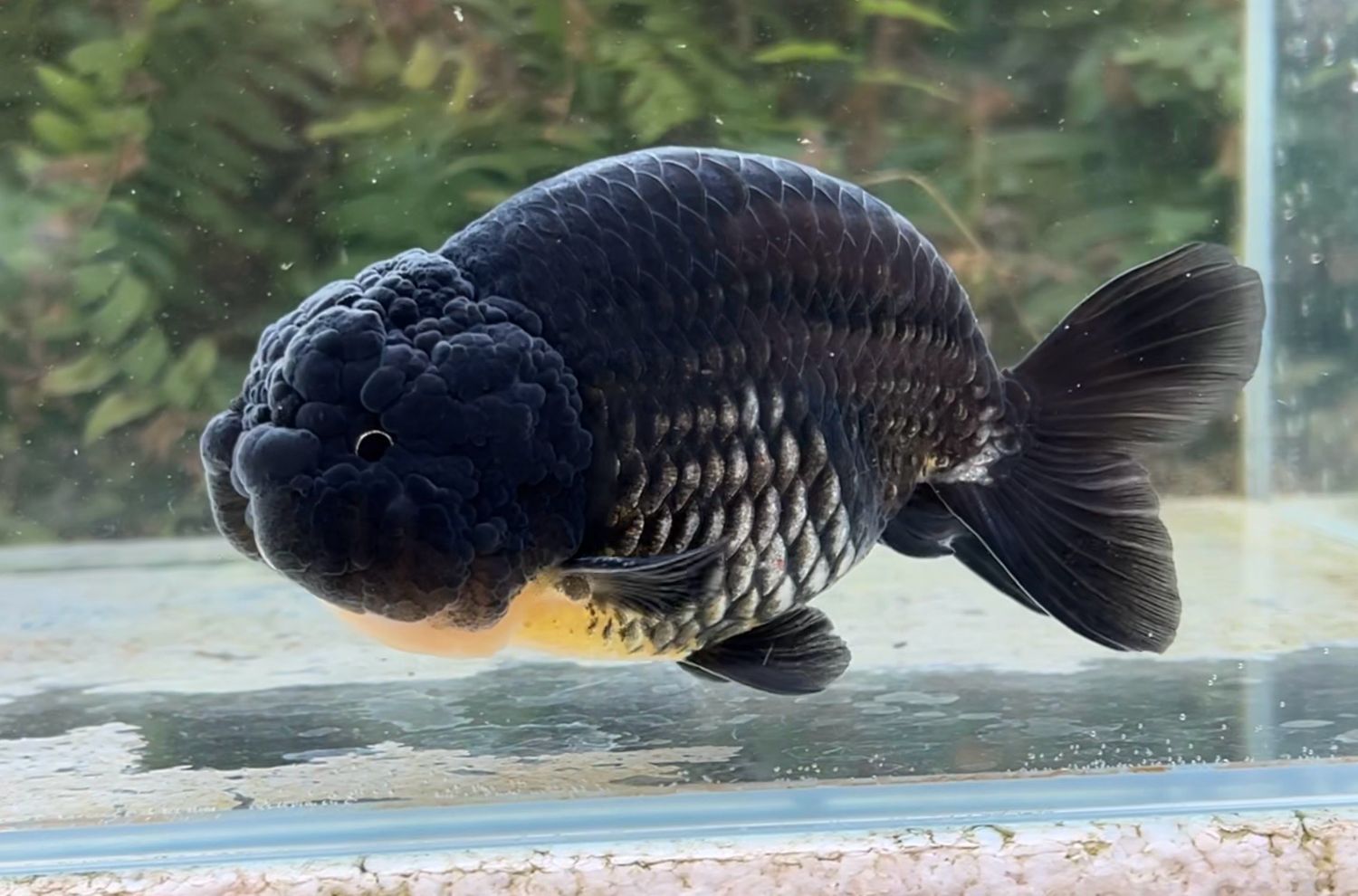 Black Yuanbao Ranchu (M, 5”) - Free Shipping
