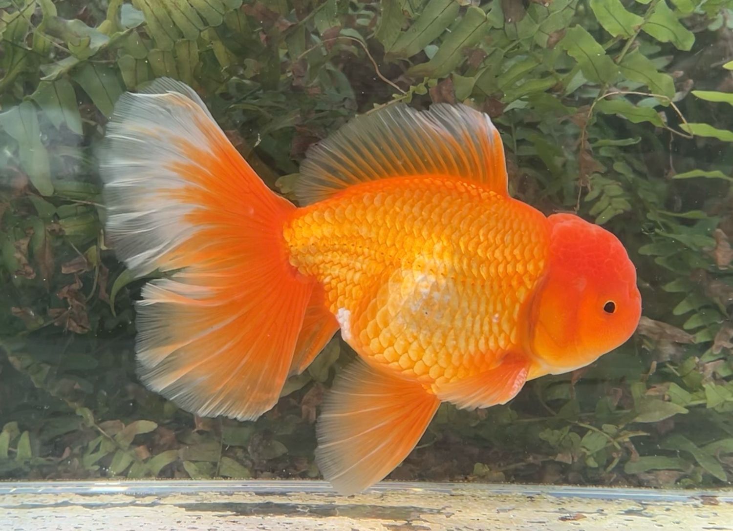 Red Peonytail Oranda (M, 6.5”) - Free Shipping