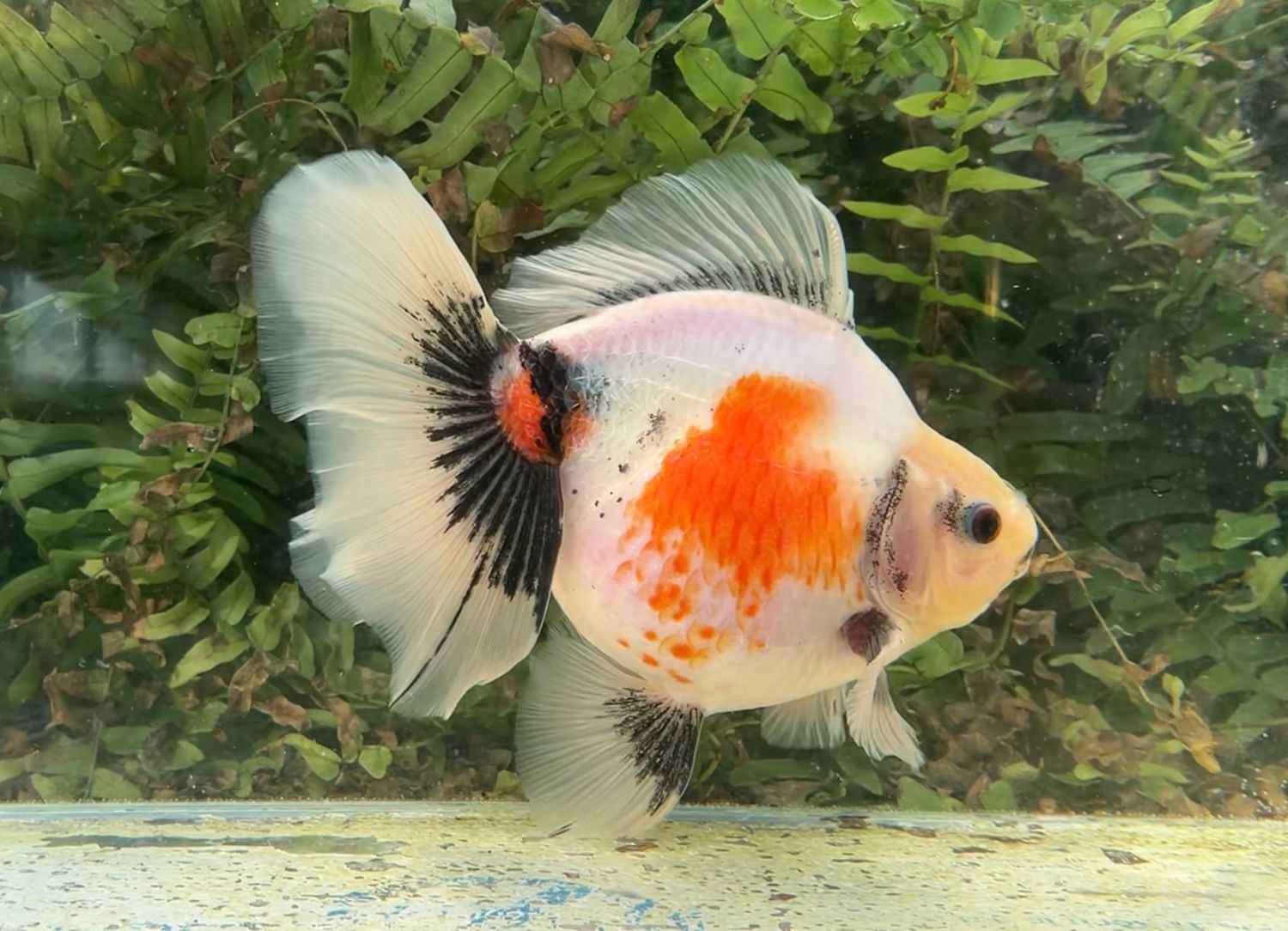 Tri-color Broadtail Ryukin (M, 6.5”) - Free Shipping