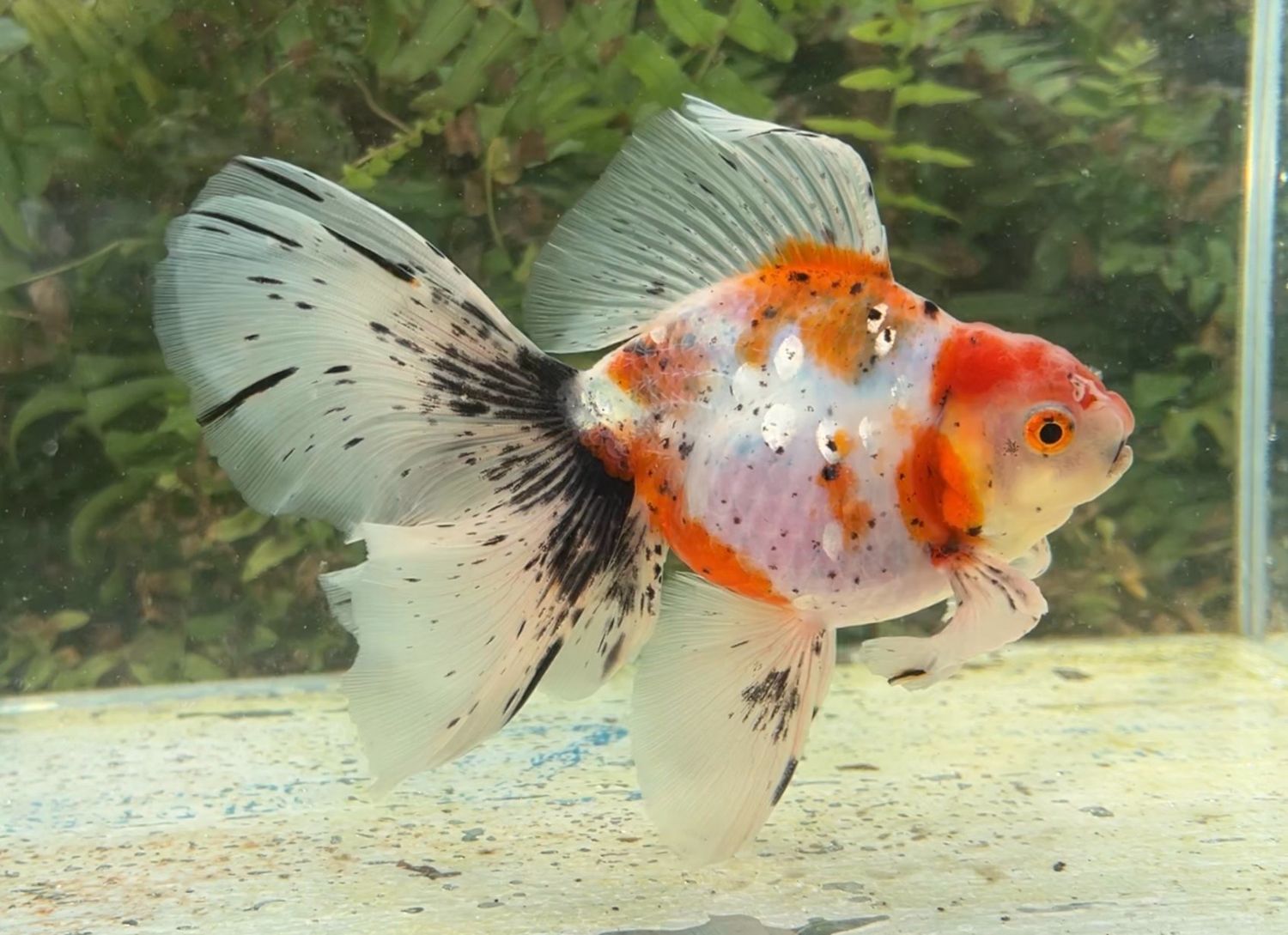 Tancho Calico Veiltail (M, 6.25”) - Free Shipping