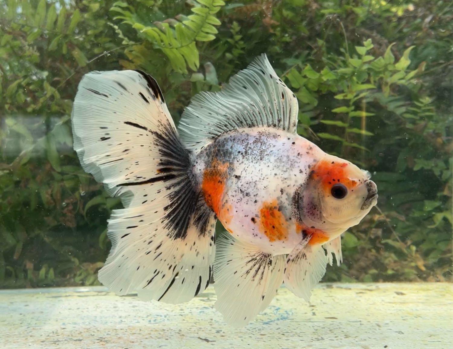Calico Veiltail (M, 7”) - Free Shipping