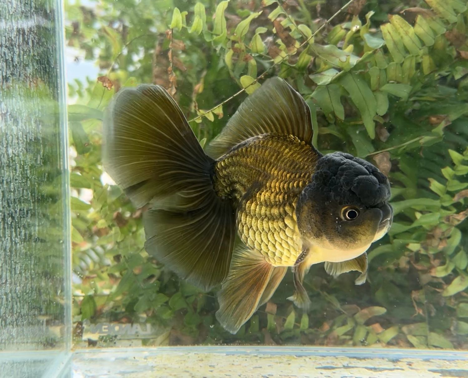 Bronze Rosetail Oranda (M, 5”) - Free Shipping