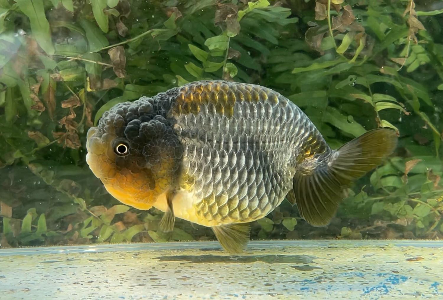 Blue Yuanbao Ranchu (F, 5.5”) - Free Shipping