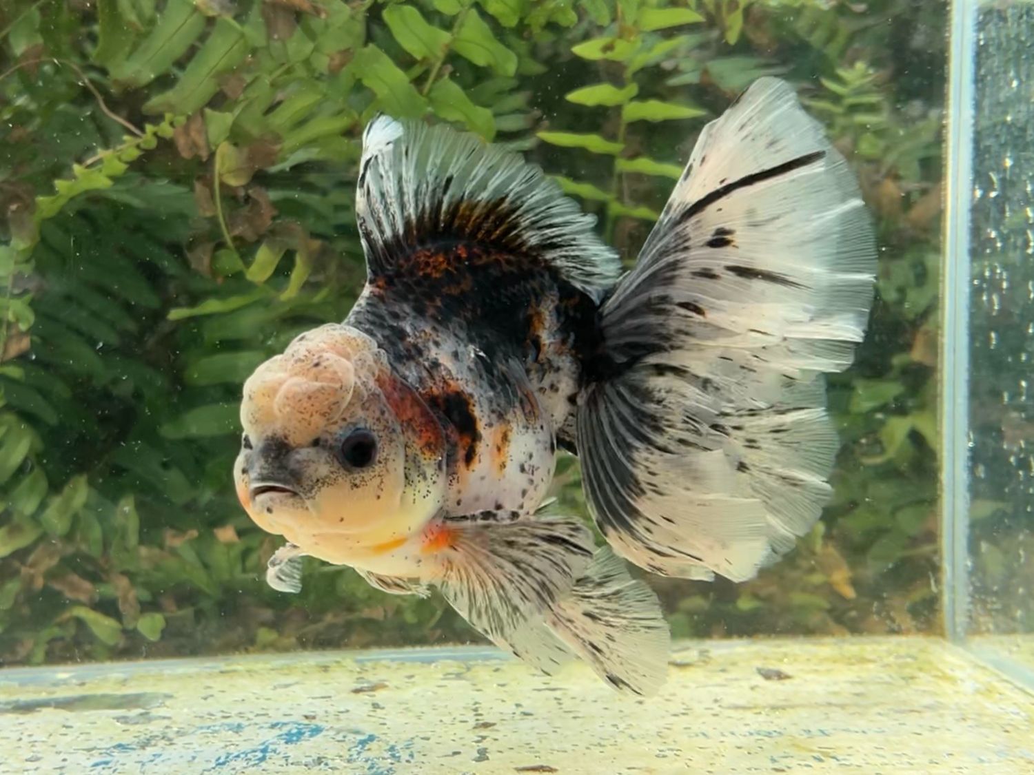 Calico Rosetail Oranda (M, 6”) - Free Shipping
