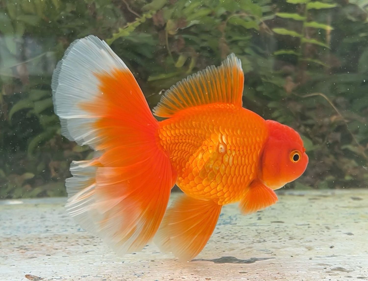 Red Peonytail Oranda (M, 5.5”) - Free Shipping