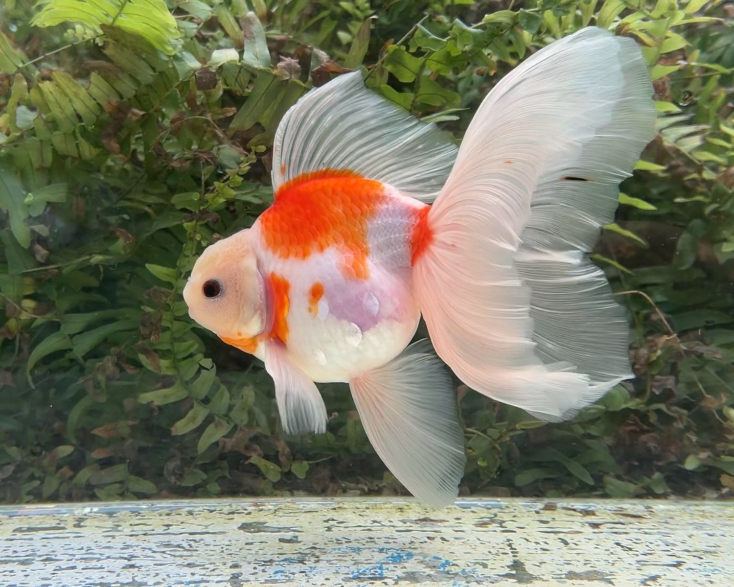 Sakura High Head Veiltail (M, 6.75”) - Free Shipping