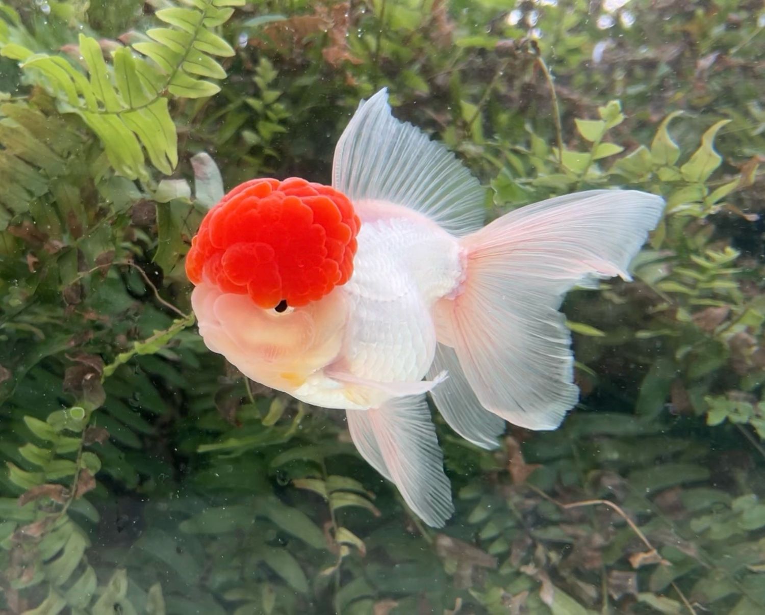 Tancho High Head Oranda (M, 5”) - Free Shipping