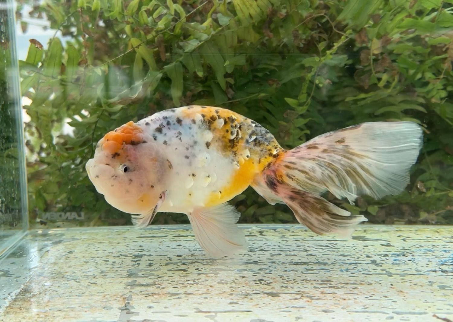 Tancho Calico Phoenixtail Ranchu (M, 7.75”) - Free Shipping
