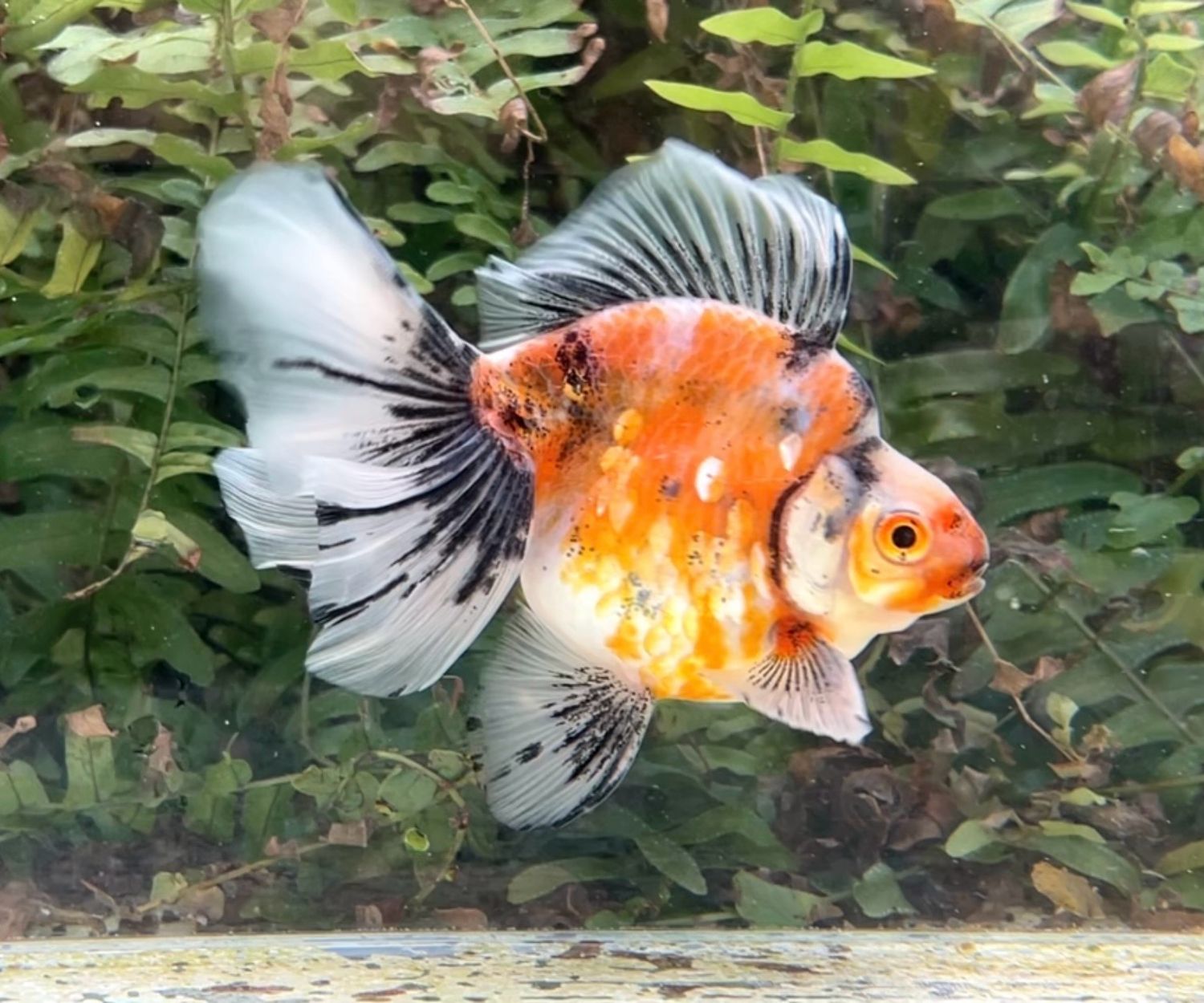 Calico Broadtail Ryukin (M, 4.75”) - Free Shipping