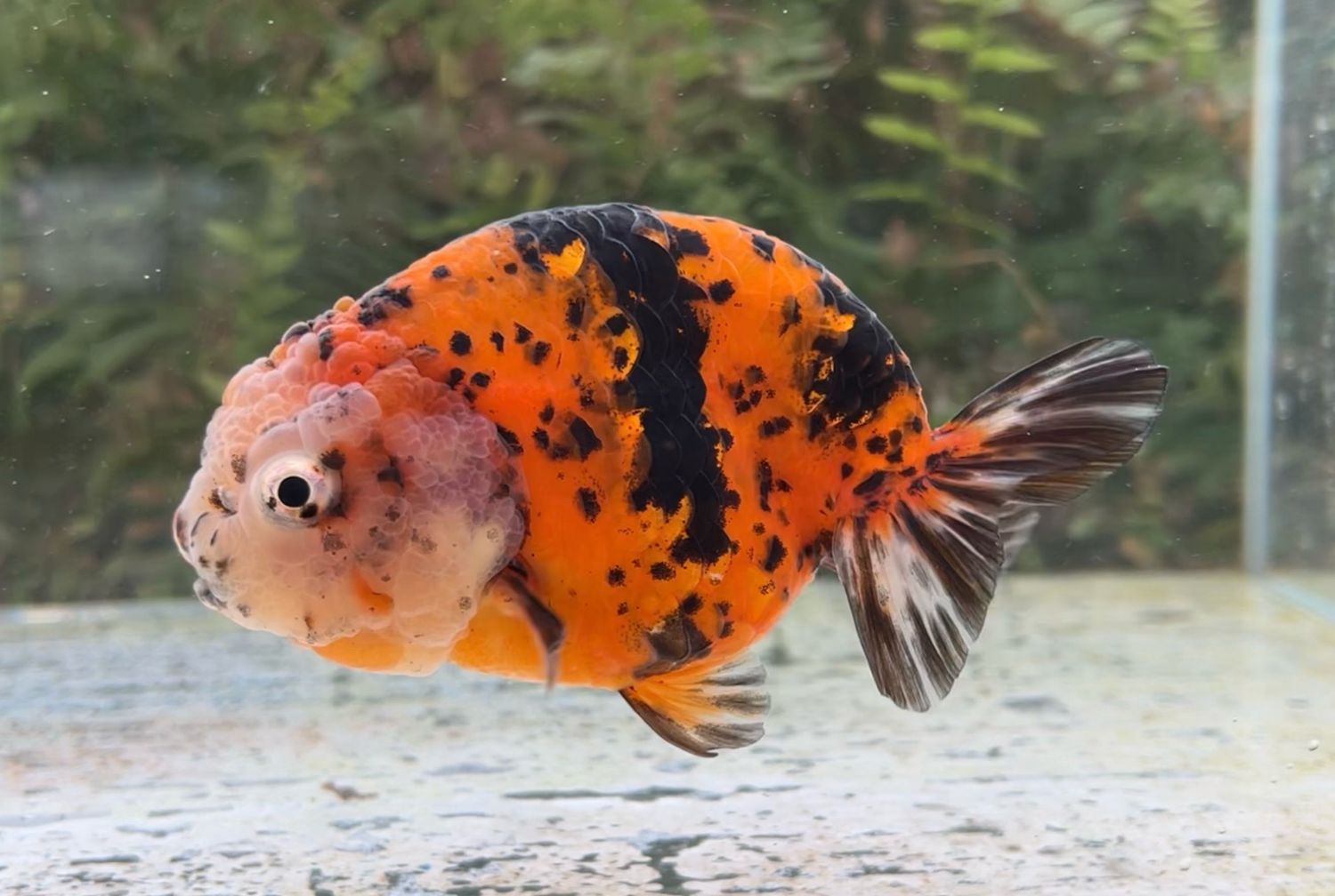 Tiger Yuanbao Ranchu (F, 4.75”) - Free Shipping