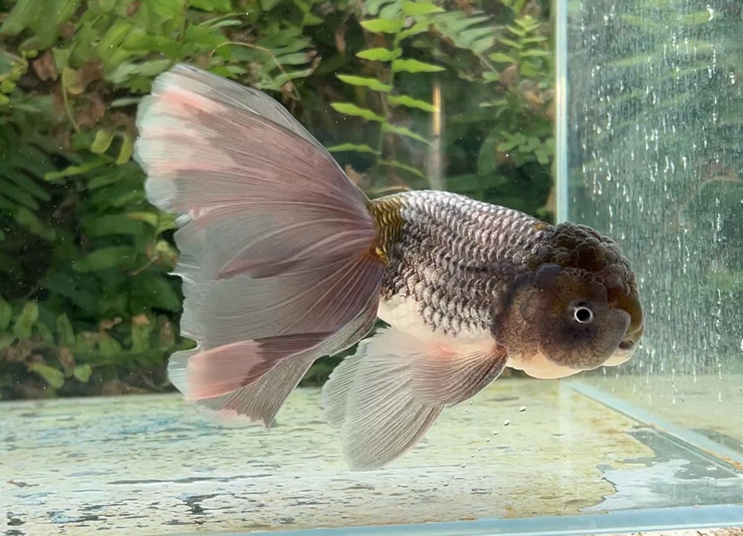 Blue Orchidtail Lionhead (M, 6”) - Free Shipping