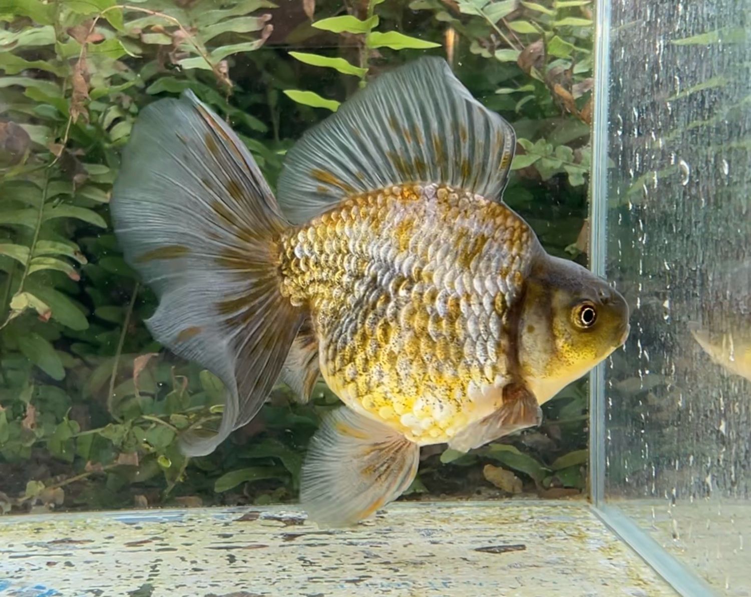 Blue And Green Broadtail Ryukin (M, 5.25”) - Free Shipping