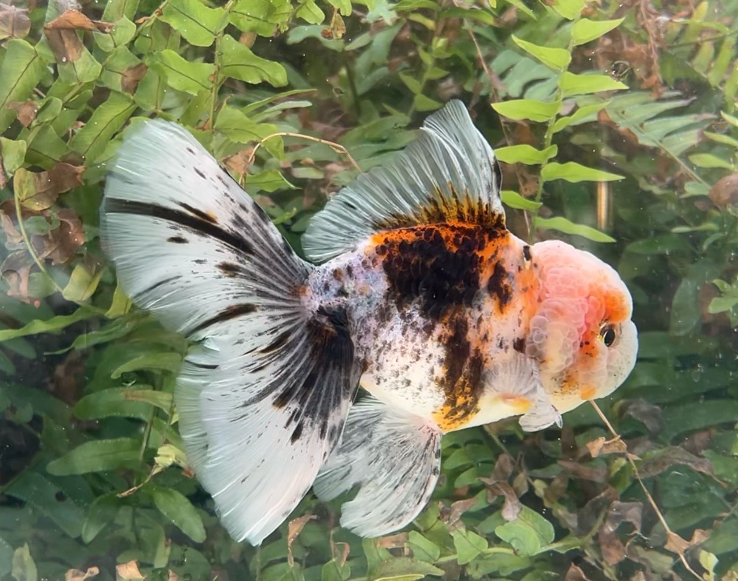 Calico Rosetail Oranda (M, 5.25”) - Free Shipping