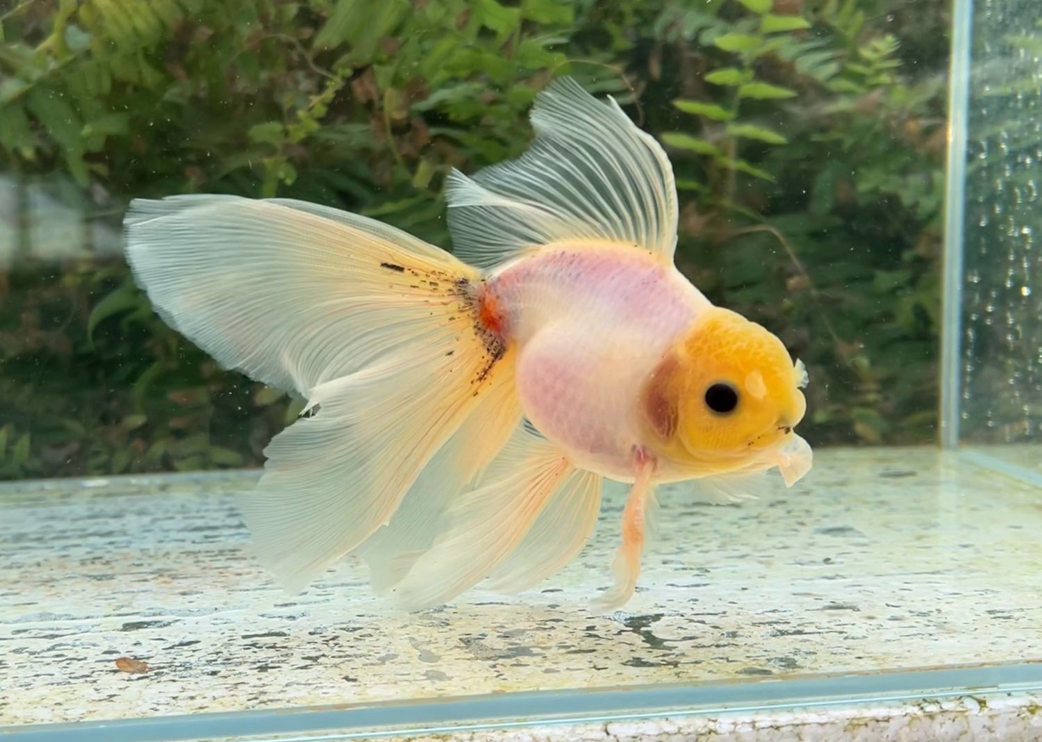 White Matte High Head Veiltail (M, 6”) - Free Shipping