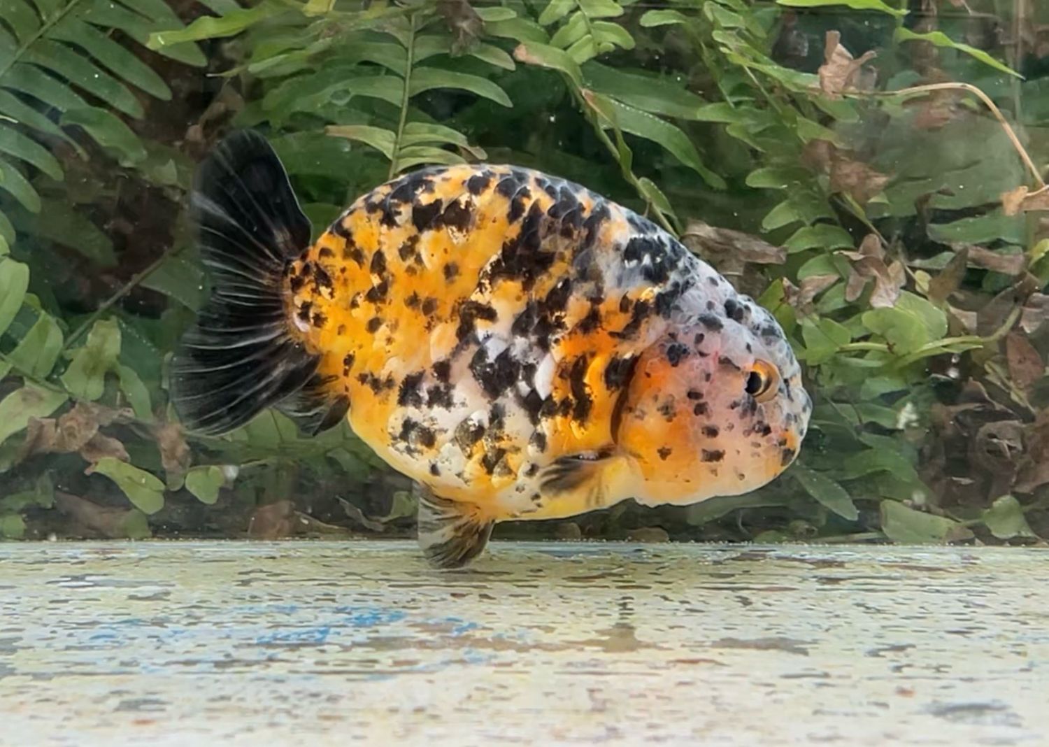 Calico Yuanbao Ranchu (M, 4.25”) - Free Shipping