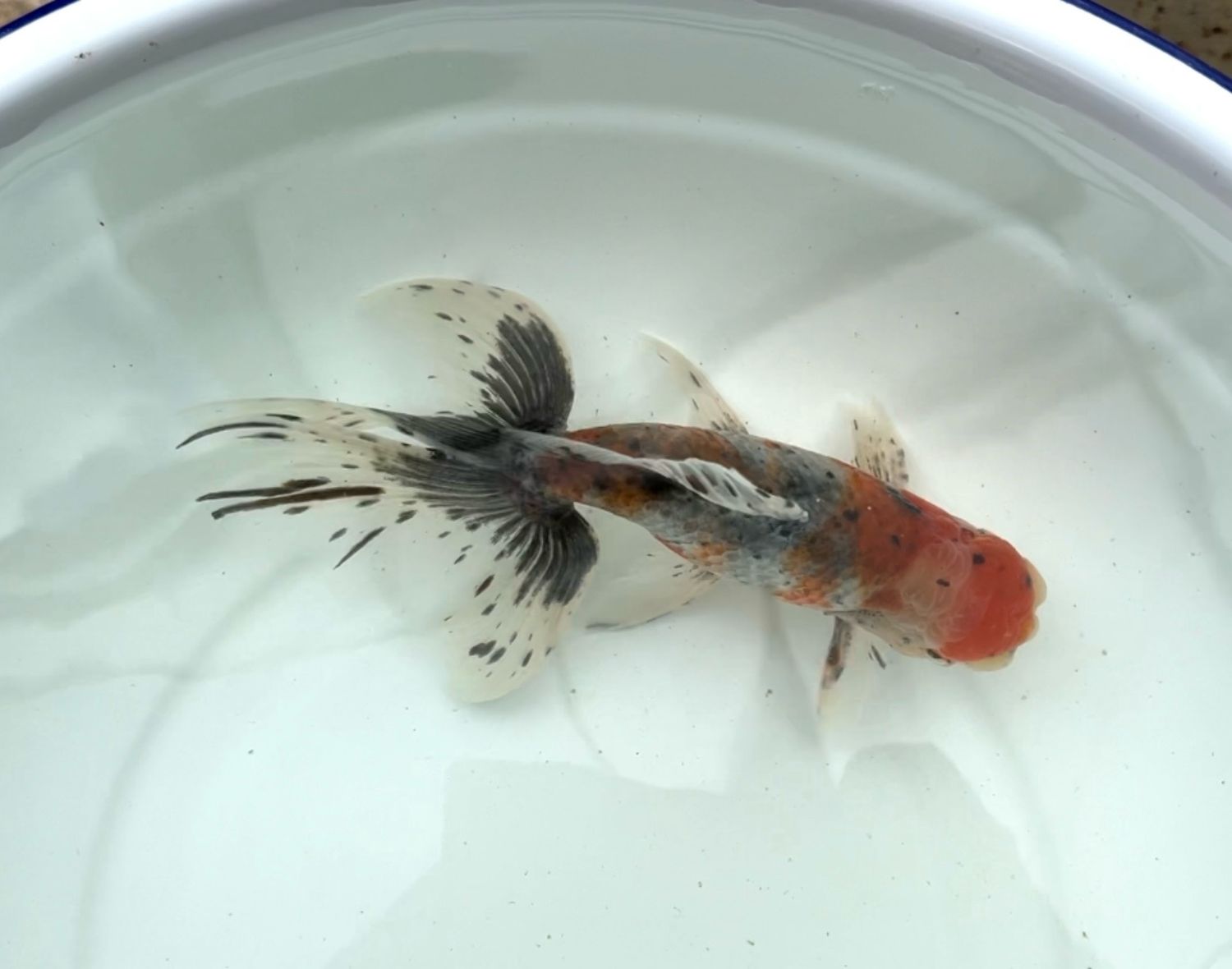 Azumanishiki (M, 6.5”) - Free Shipping