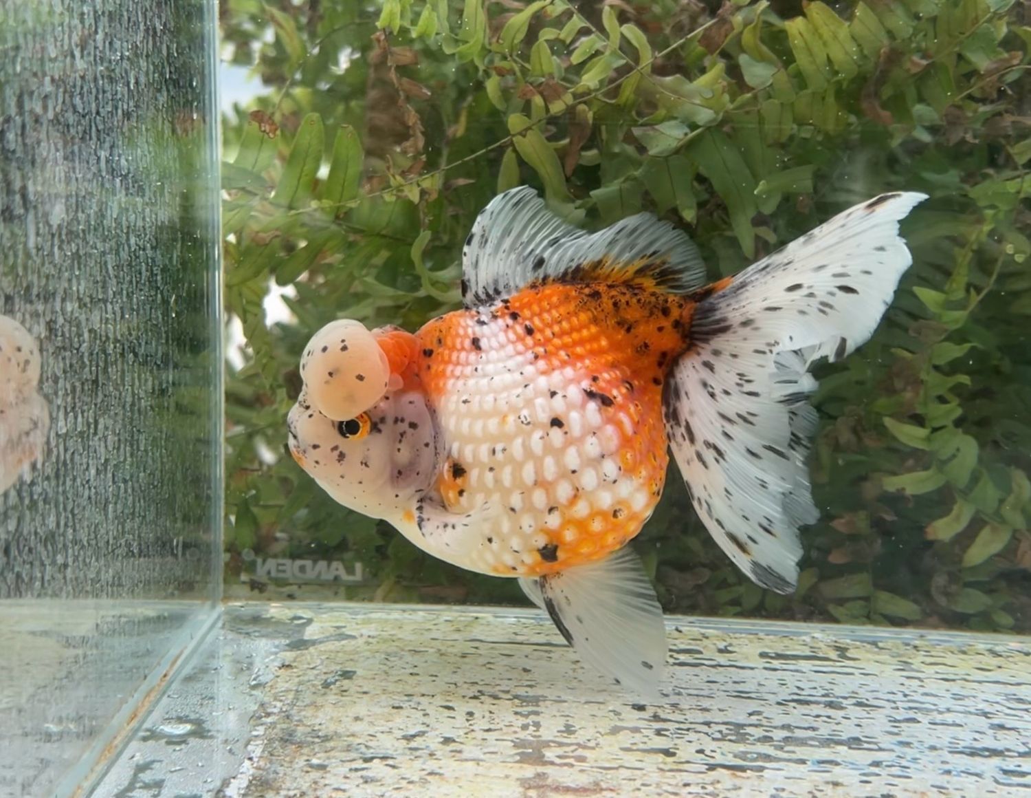 Calico Crown Pearlscale (F, 6.5”) - Free Shipping