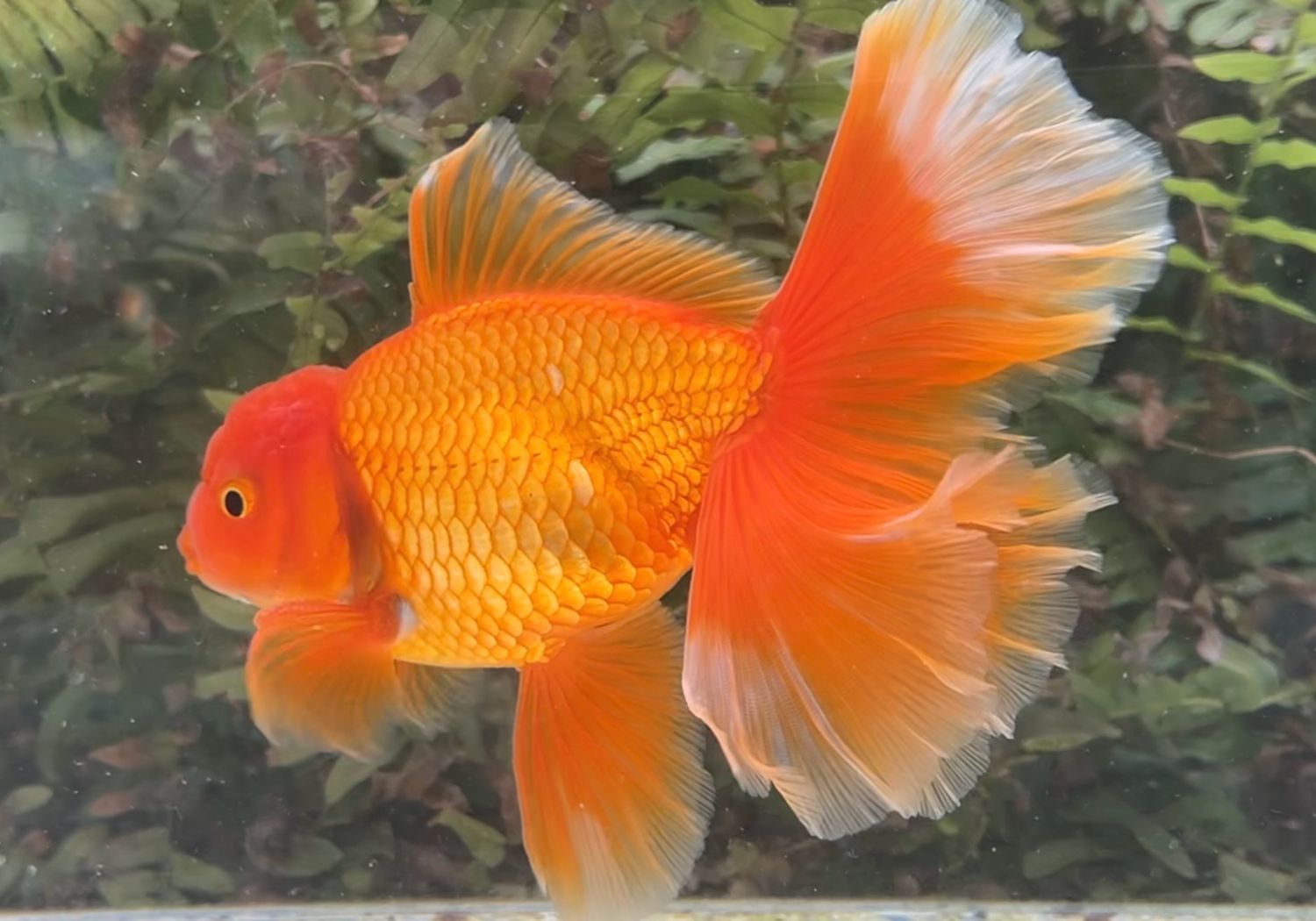 Red Peonytail Oranda (M, 6”) - Free Shipping