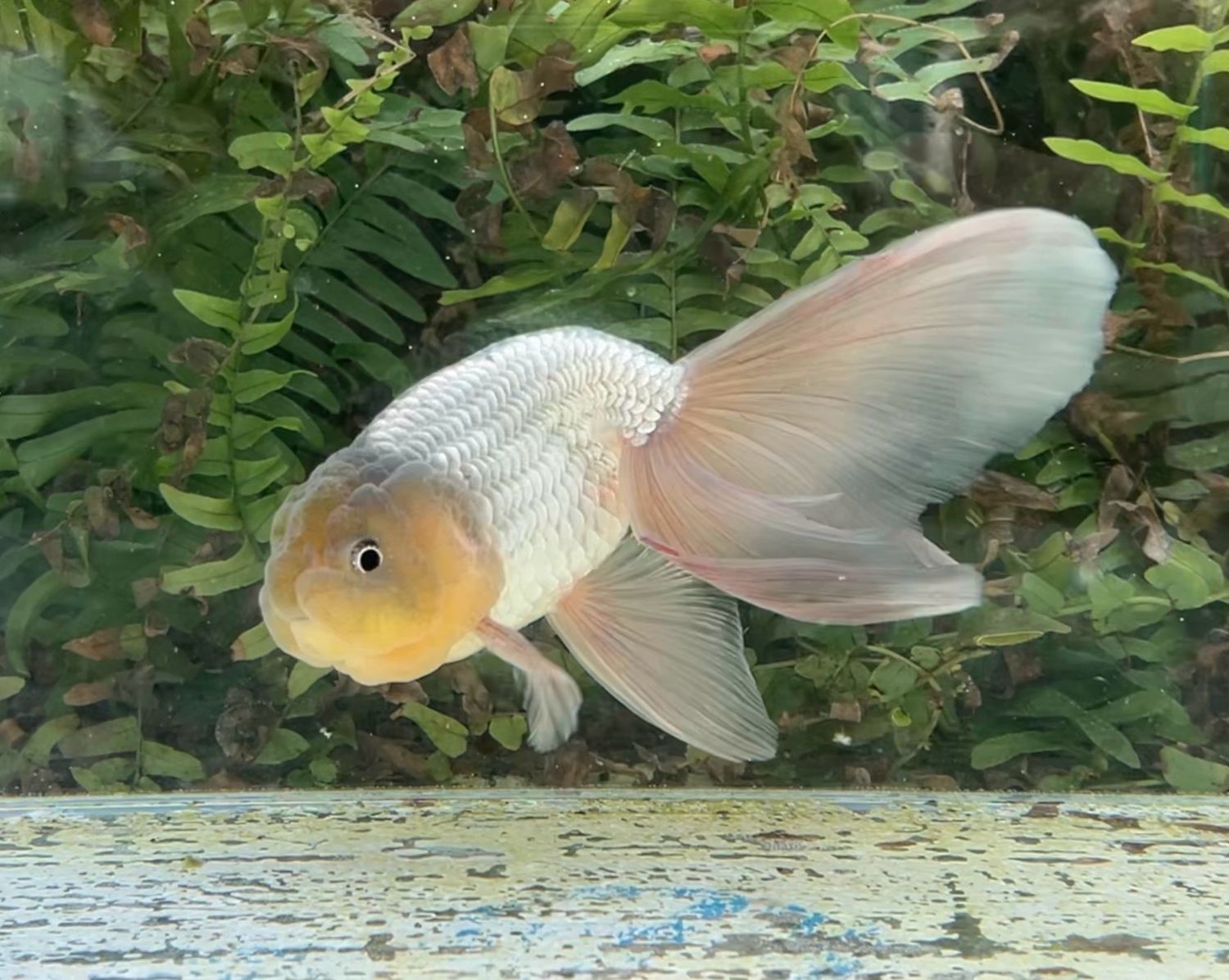 Blue Orchidtail Lionhead (M, 6.5”) - Free Shipping