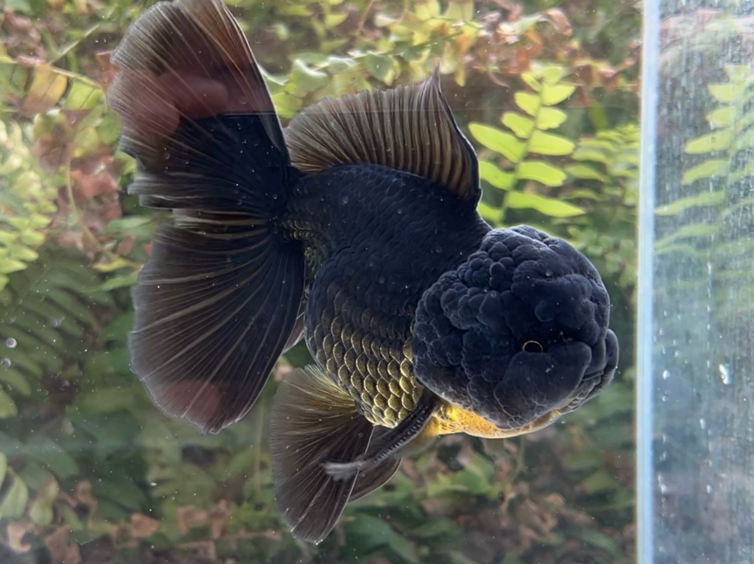 Black Rosetail Oranda (M, 5.5”) - Free Shipping
