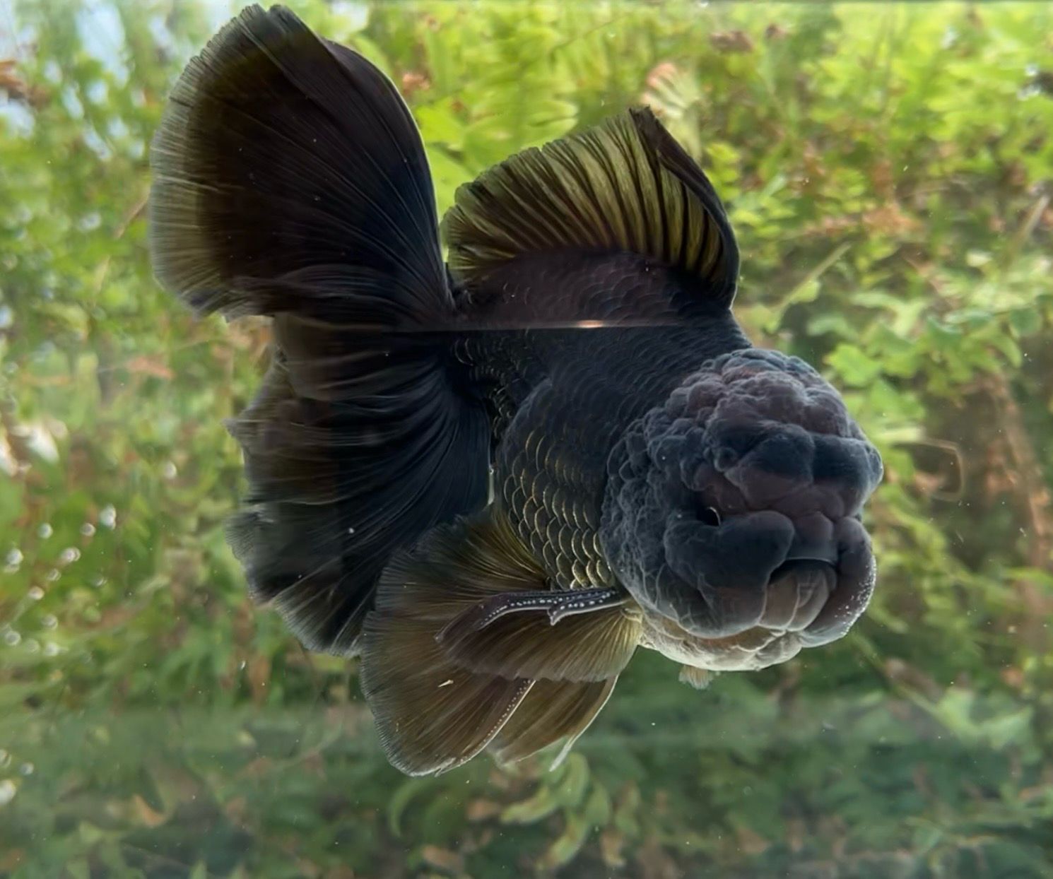 Black Rosetail Oranda (M, 6”) - Free Shipping