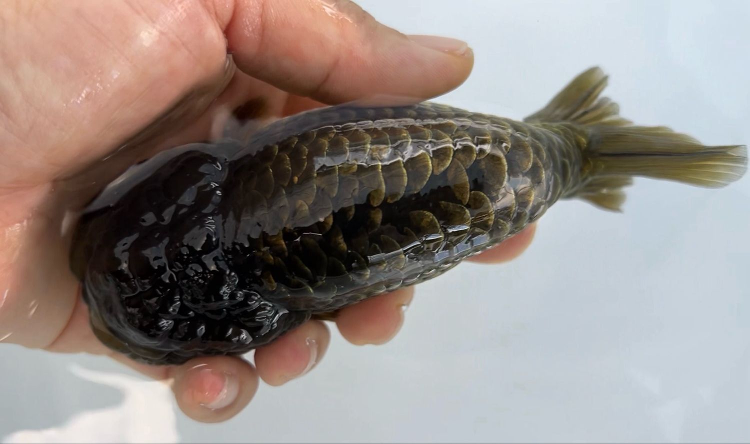 Bronze Dragon Scale Yuanbao Ranchu (M, 5”) - Free Shipping