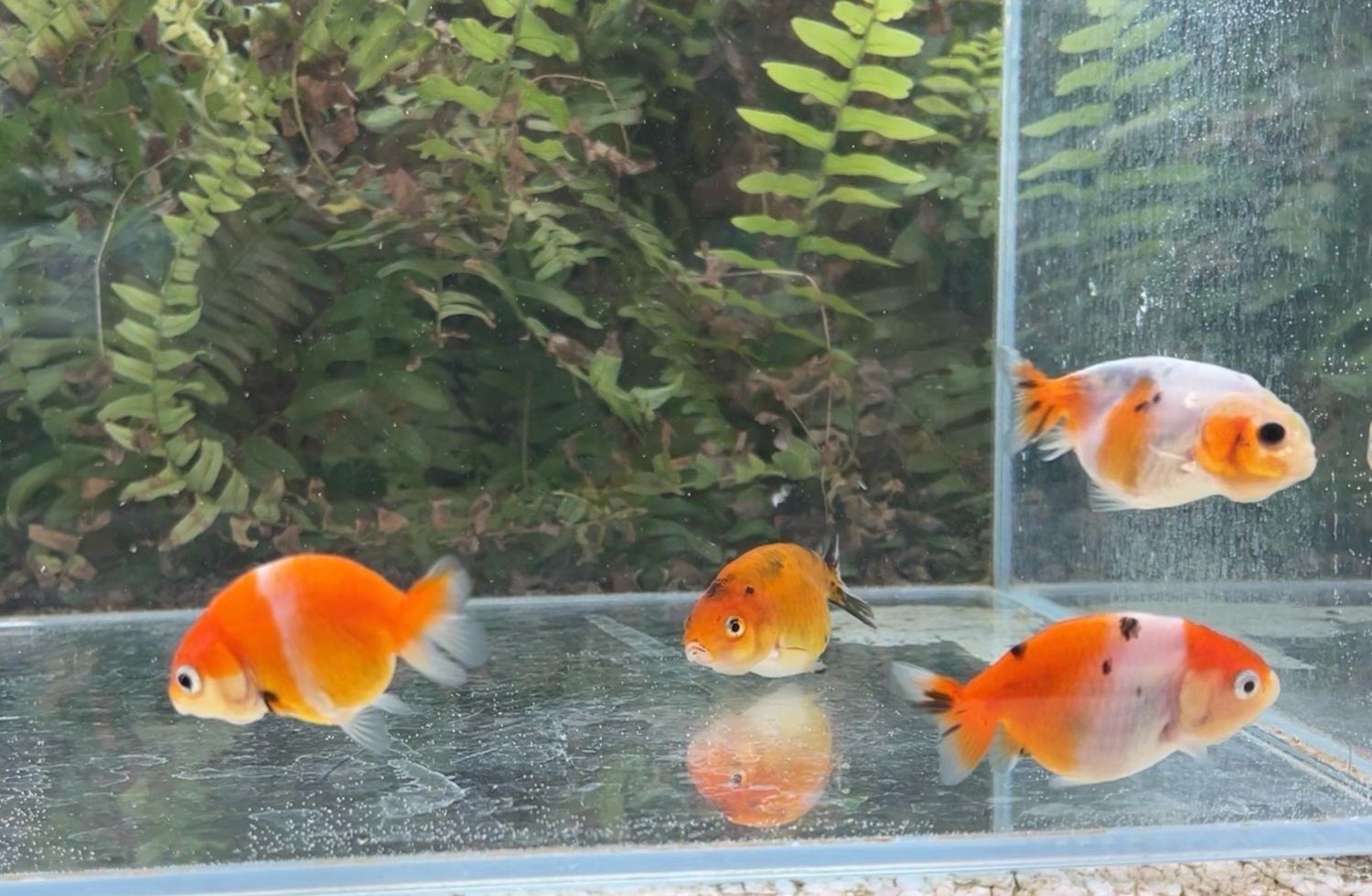 4 Pack Assorted Baby Yuanbao Ranchus (2.5”) - Free Shipping