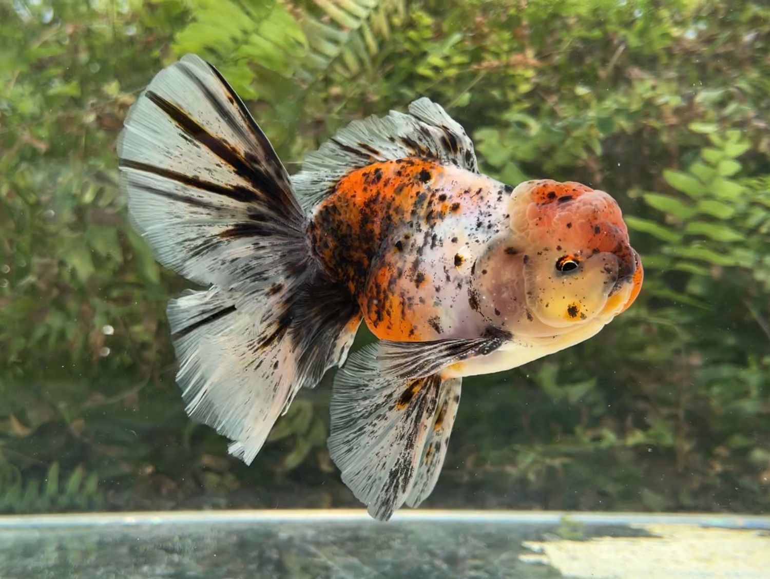 Calico Rosetail Oranda (M, 6”) - Free Shipping