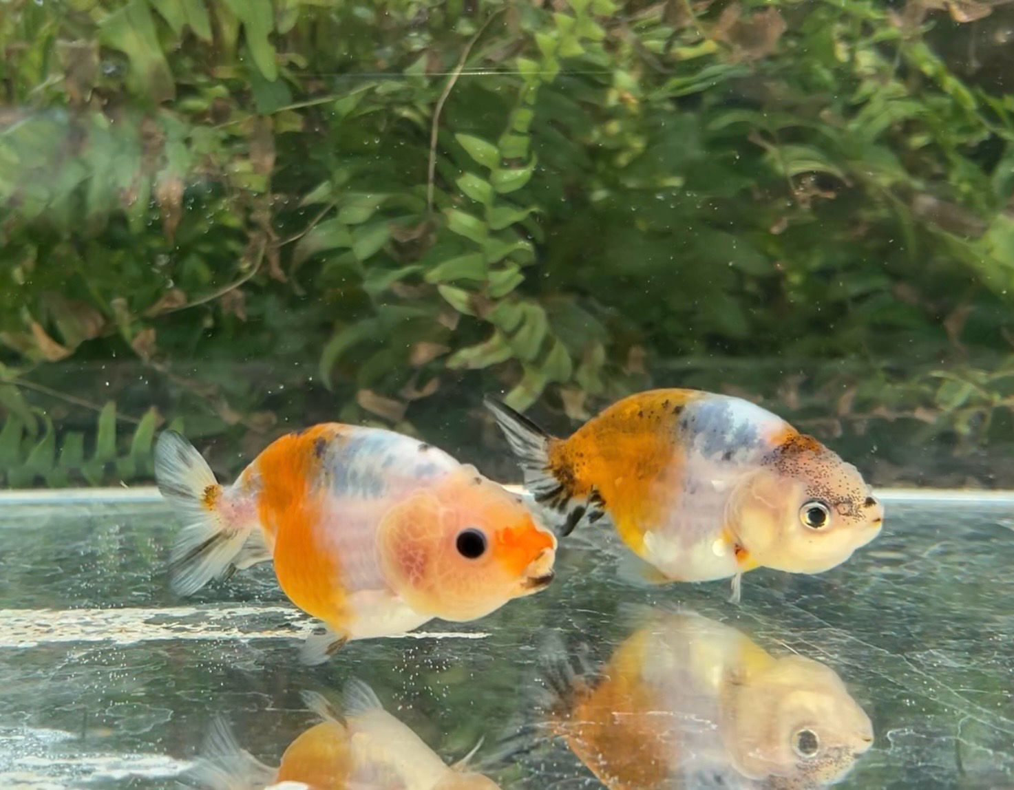 2 Pack Calico Baby Yuanbao Ranchus (3”) - Free Shipping