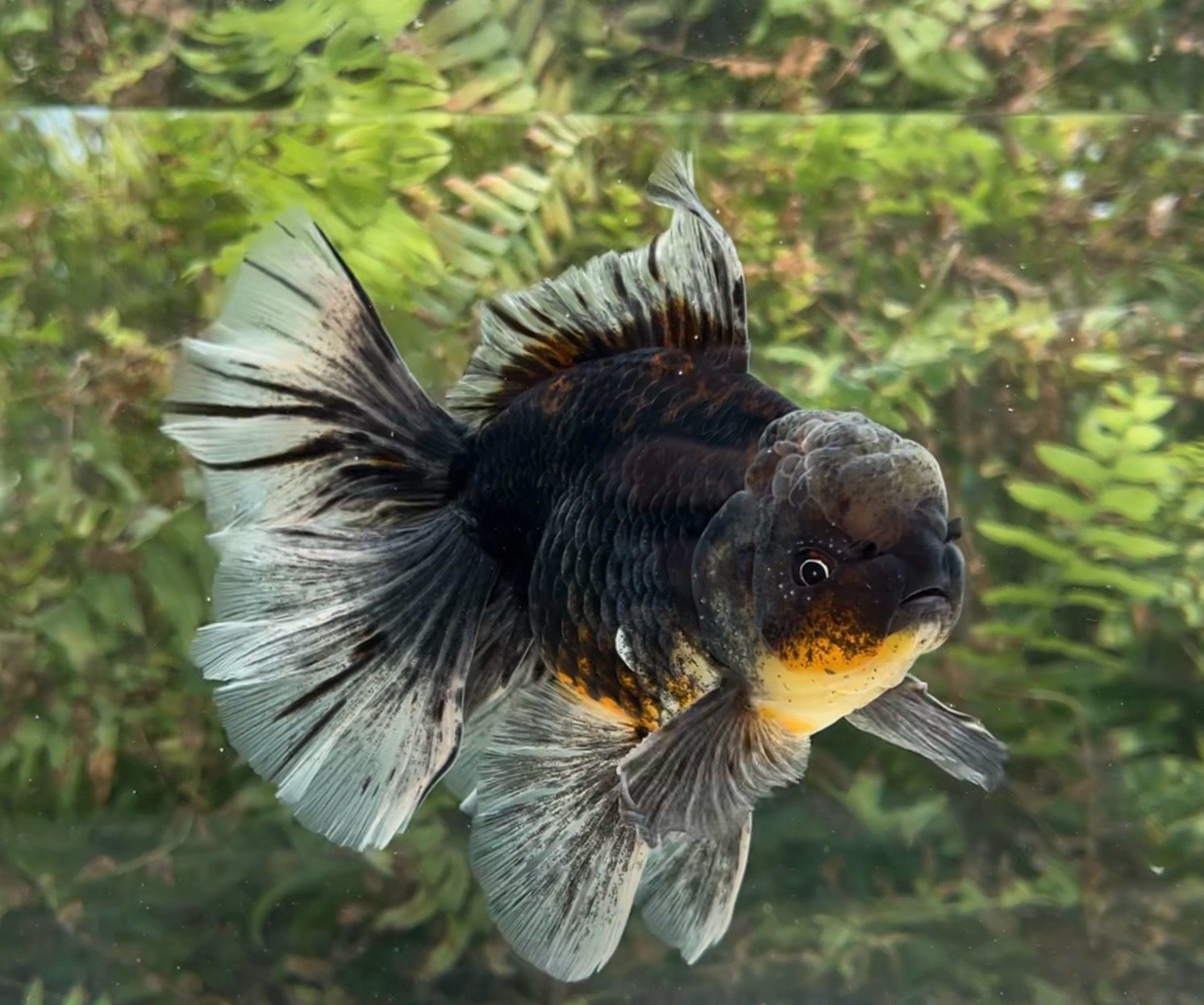 Black Kirin Rosetail Oranda (M, 6”) - Free Shipping