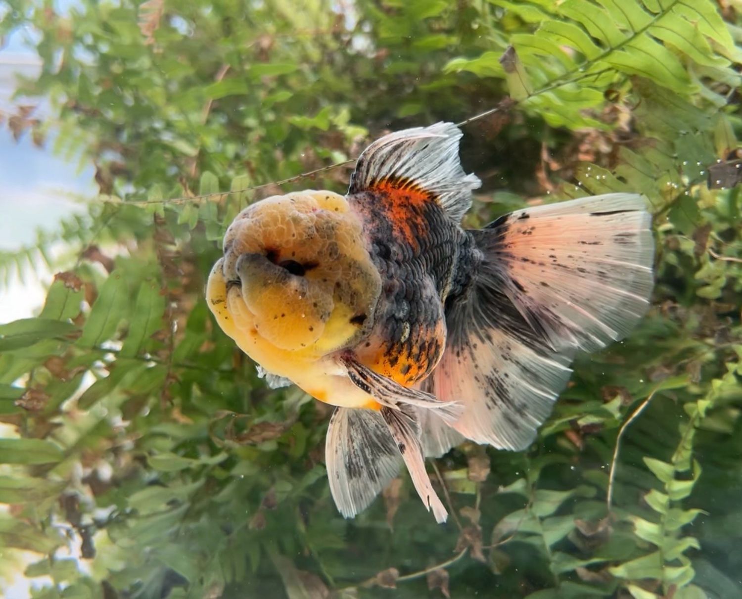Calico Rosetail Oranda (M, 5”) - Free Shipping