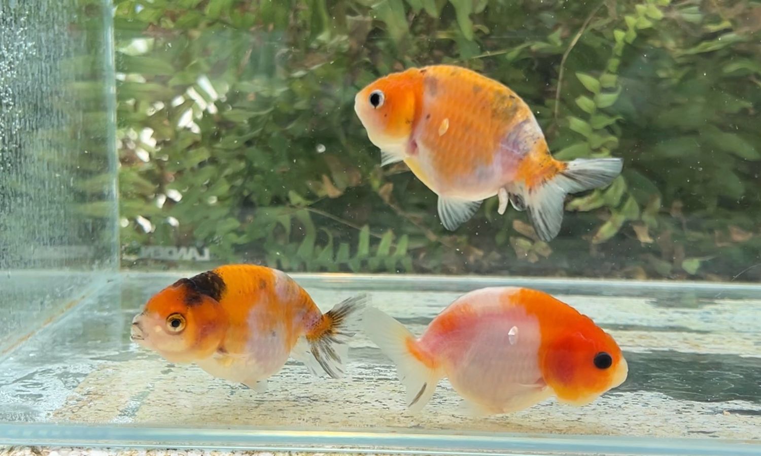 3 Pack Assorted Baby Yuanbao Ranchus (2.75”) - Free Shipping