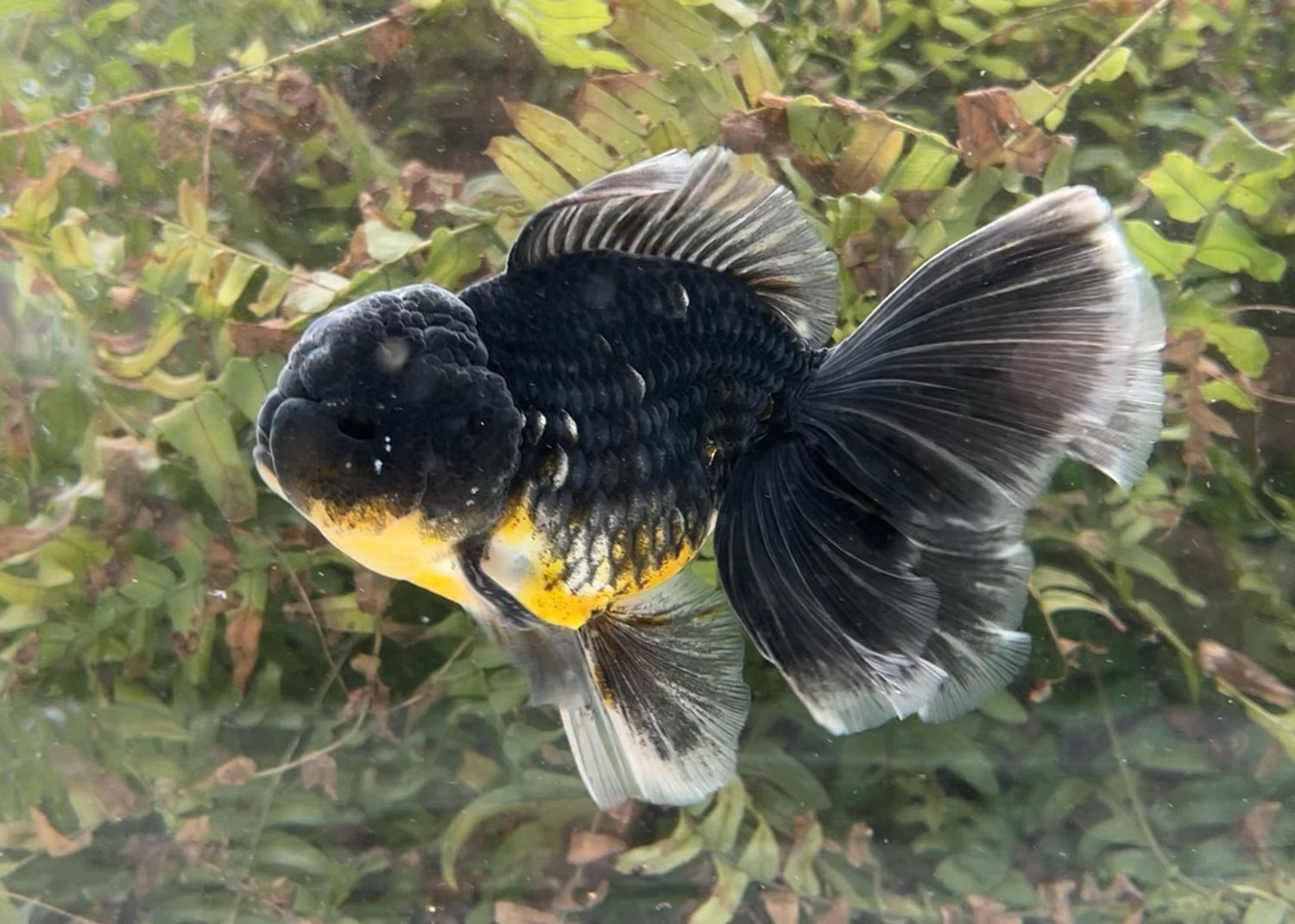 Black Kirin Rosetail Oranda (M, 5.75”) - Free Shipping