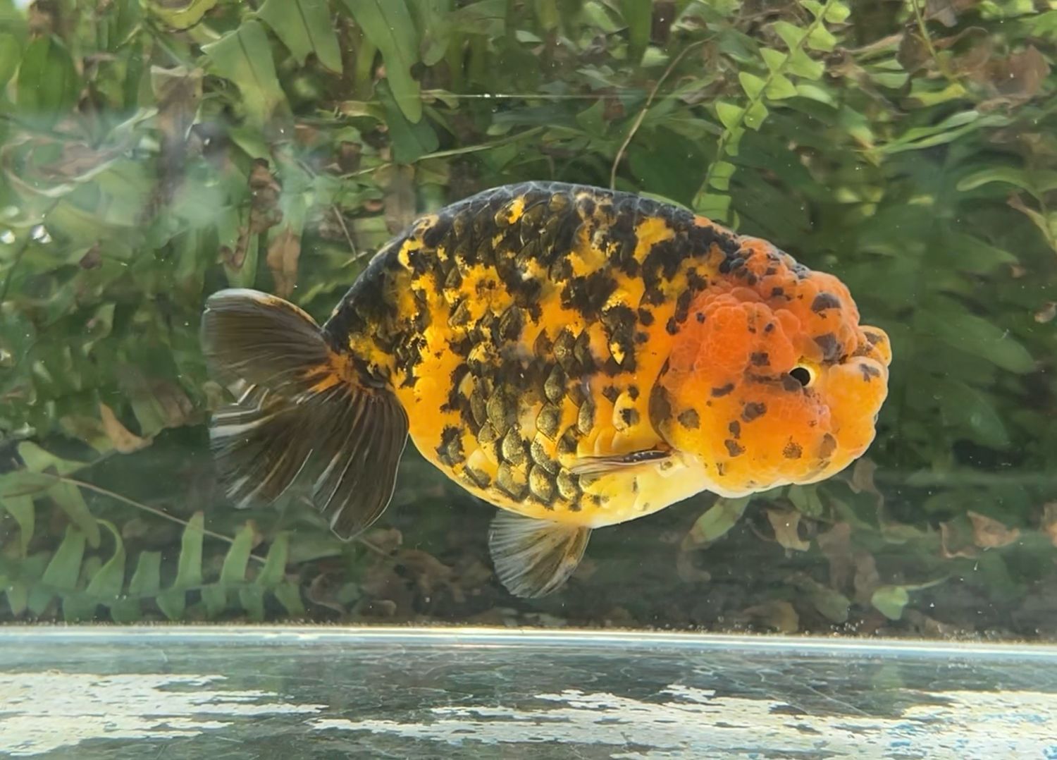 Tiger Yuanbao Ranchu (M, 4.75”) - Free Shipping
