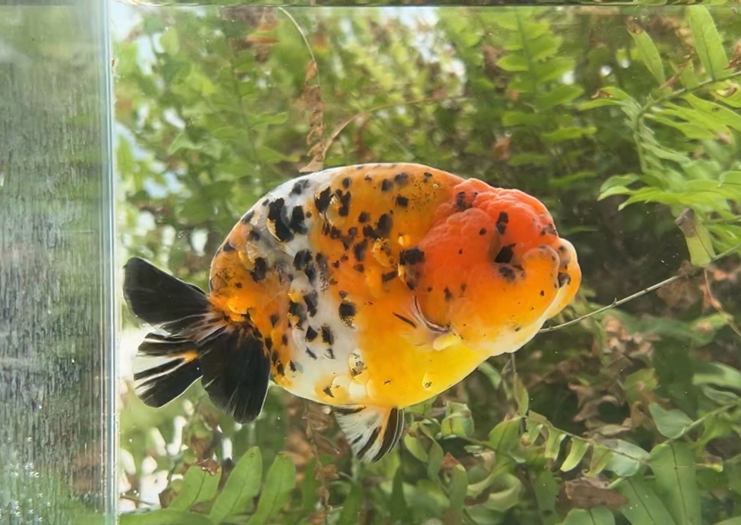 Calico Yuanbao Ranchu (M, 4.75”) - Free Shipping