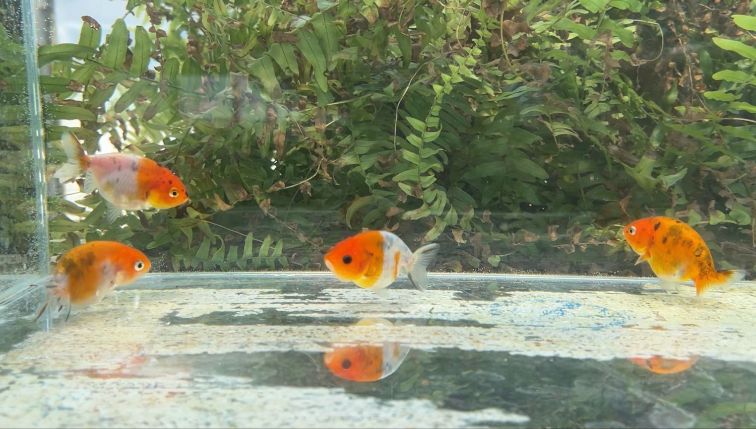 4 Pack Assorted Baby Yuanbao Ranchus (2.5”) - Free Shipping