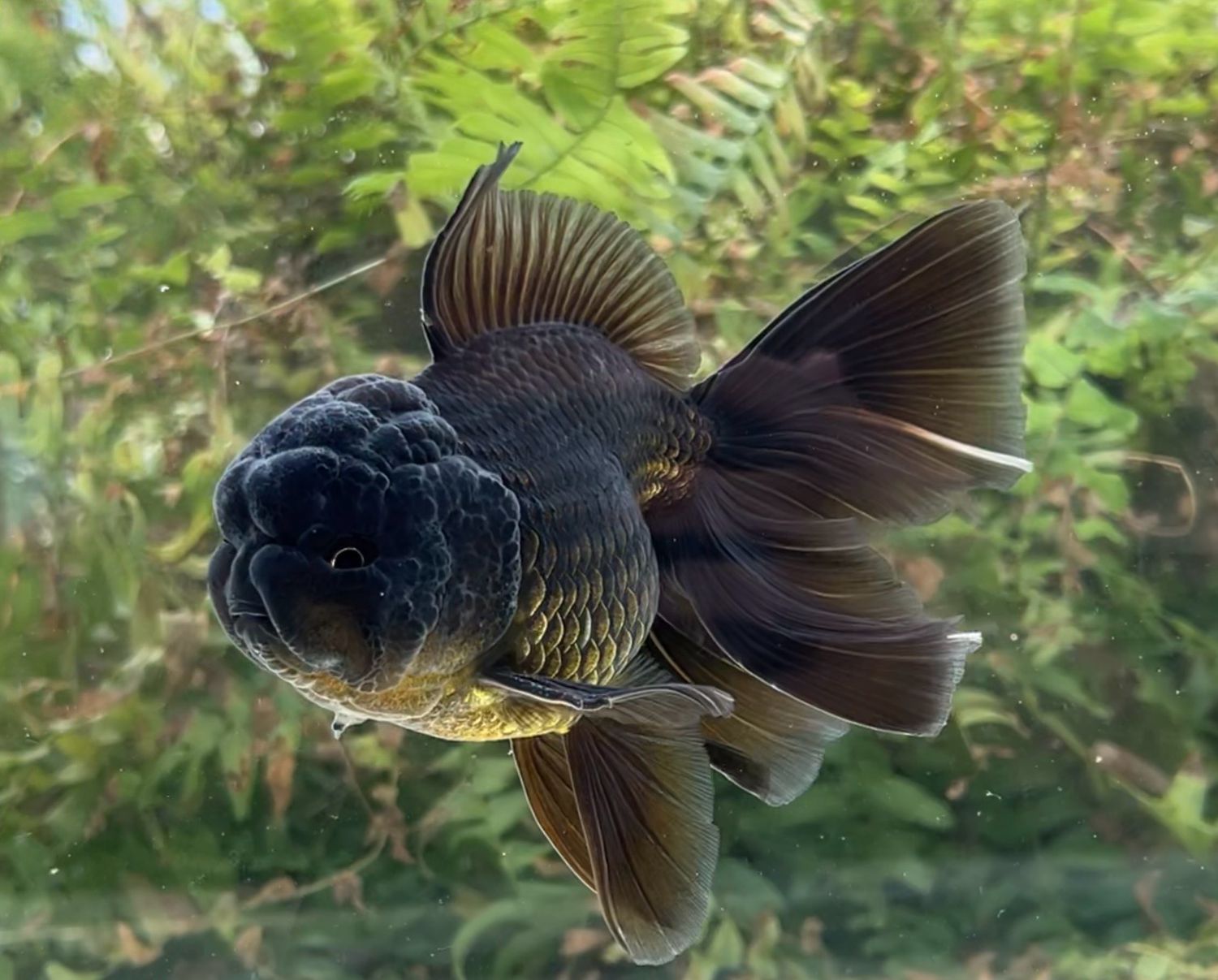 Black Rosetail Oranda (M, 5.75”) - Free Shipping