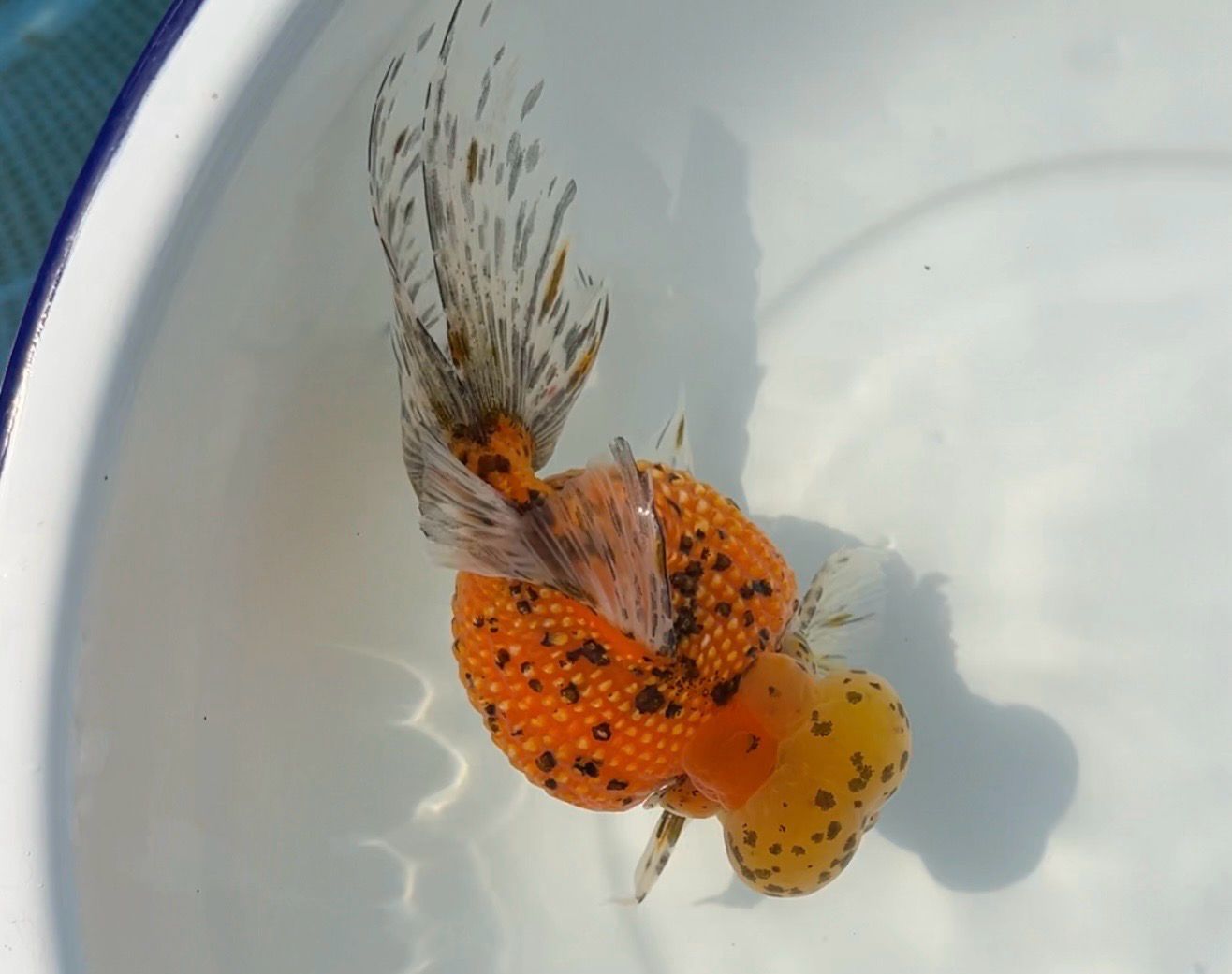 Leopard Spots Crown Pearlscale (M, 5.75”) - Free Shipping
