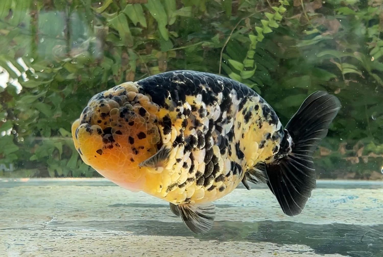 Tiger Yuanbao Ranchu (M, 5.75”) - Free Shipping